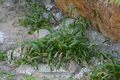 Setaria megaphylla