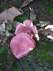 Russula sanguinea