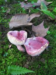 Russula sanguinea