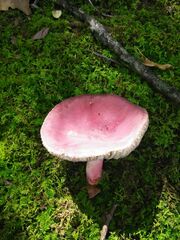 Russula sanguinea