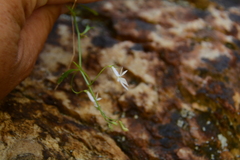 Lobelia pubescens