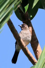 Pycnonotus barbatus