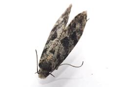 Scardiinae