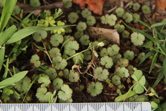 Hydrocotyle moschata