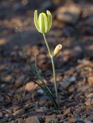 Albuca longipes