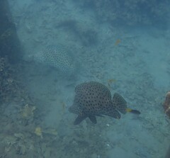 Chromileptes altivelis