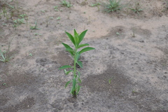 Sphenoclea zeylanica