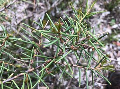 Hakea rugosa