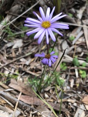 Olearia ciliata