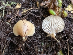 Lentinellus occidentalis