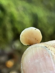 Lentinellus occidentalis