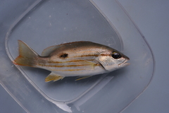 Lutjanus fulviflamma