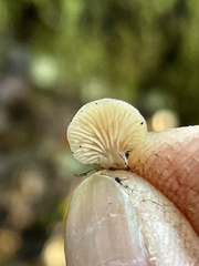 Lentinellus occidentalis