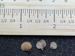 Lentinellus occidentalis