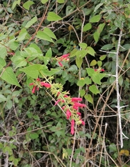 Salvia elegans