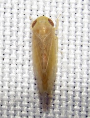 Acinopterus