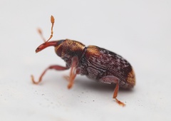 Peristoreus flavitarsis