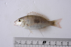 Lethrinus harak