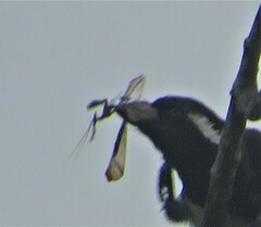 Phyllocrania paradoxa