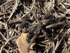Calisoga longitarsis