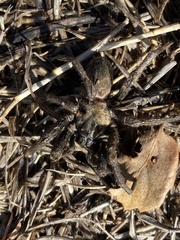 Calisoga longitarsis