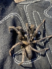 Calisoga longitarsis