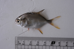 Trachinotus blochii