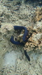 Emydocephalus annulatus