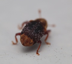 Peristoreus flavitarsis