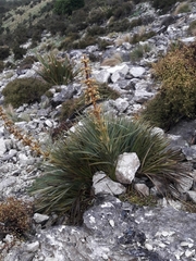 Aciphylla
