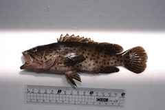 Epinephelus coioides