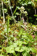 Micranthes nelsoniana