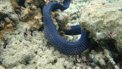 Emydocephalus annulatus