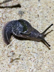 Stanisicarion freycineti