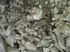 Anisotome filifolia