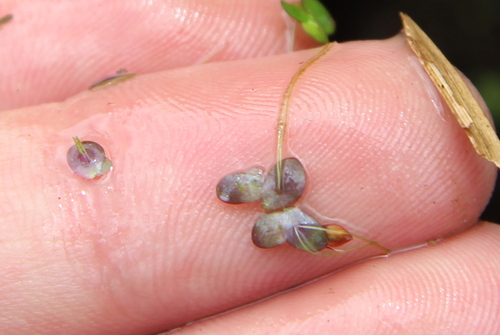 Landoltia punctata iNat (3)