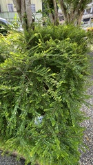 Phyllanthus myrtifolius