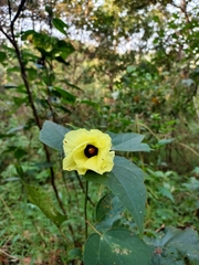 Azanza lampas