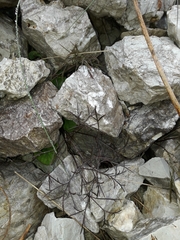 Anisotome filifolia