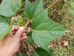 Azanza lampas