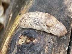 Deroceras reticulatum