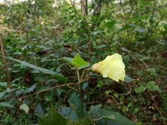 Azanza lampas