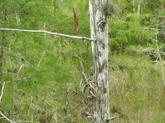 Tillandsia balbisiana