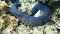 Emydocephalus annulatus