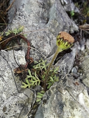 Leptinella pyrethrifolia