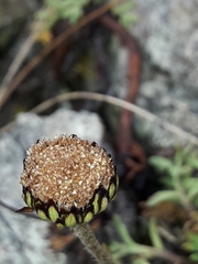 Leptinella pyrethrifolia