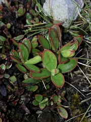 Veronica decumbens