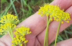 Afrosciadium magalismontanum