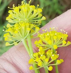 Afrosciadium magalismontanum