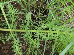 Afrosciadium magalismontanum